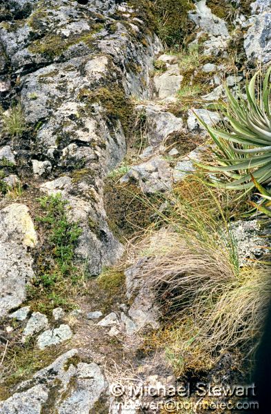 Inca Trail - Stone Steps